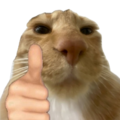 :catgoodjob