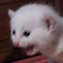 :catkek
