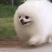 :doggorun