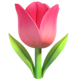 :tulip