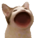 :yap